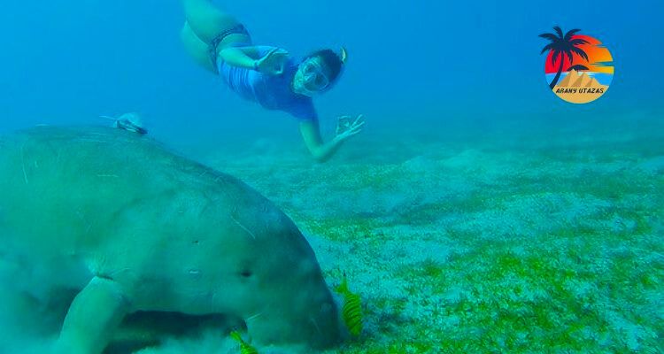 dugong öböl Marsa Moubarak teknősháza 40€
